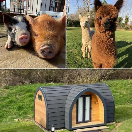 Готель The Piggery Pod Сіттінгборн Екстер'єр фото