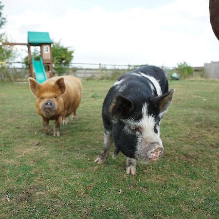 Готель The Piggery Pod Сіттінгборн Екстер'єр фото