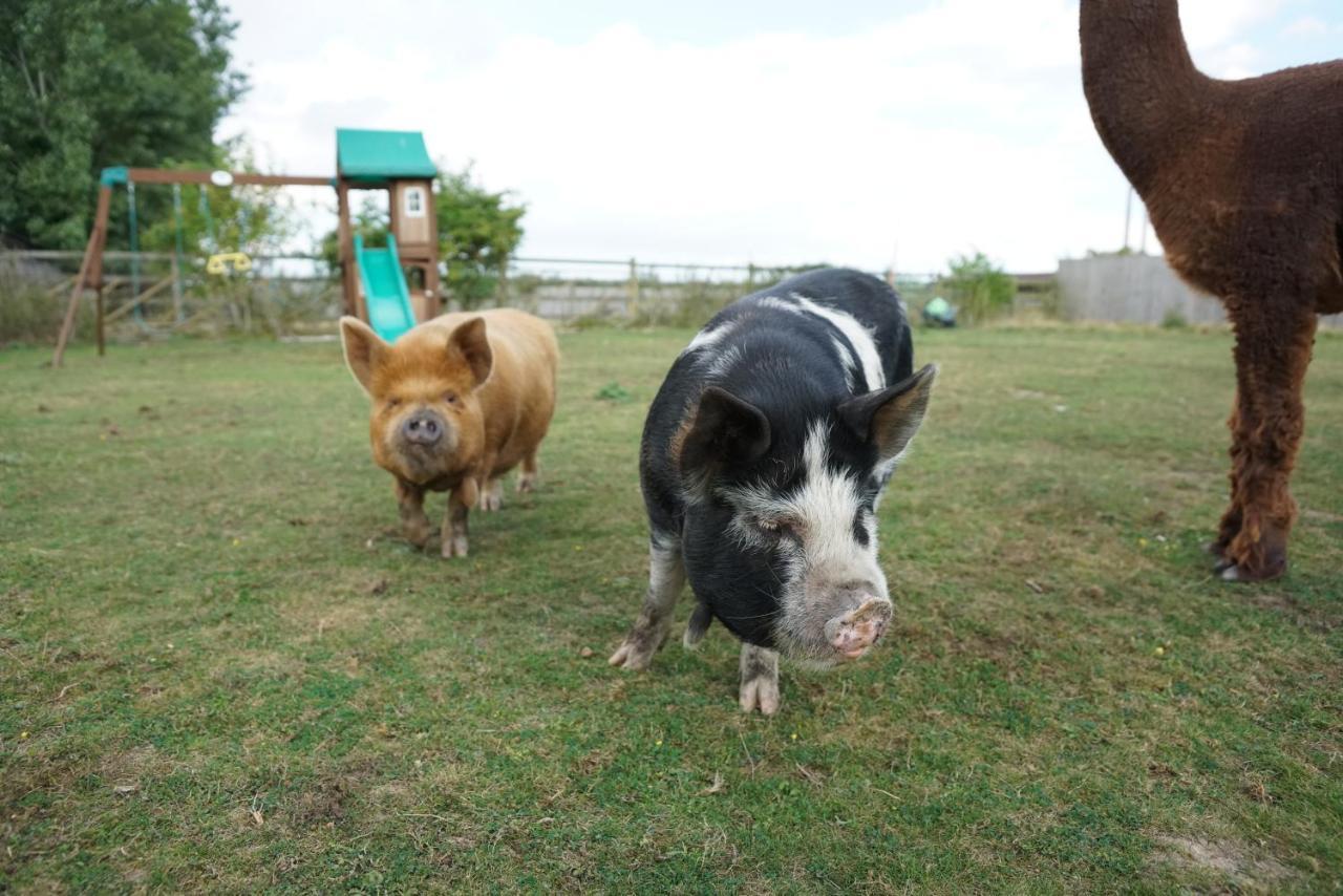 Готель The Piggery Pod Сіттінгборн Екстер'єр фото